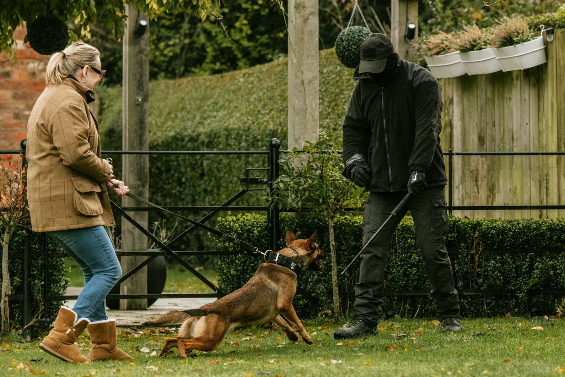 Protection dog tested in real-world security scenarios.